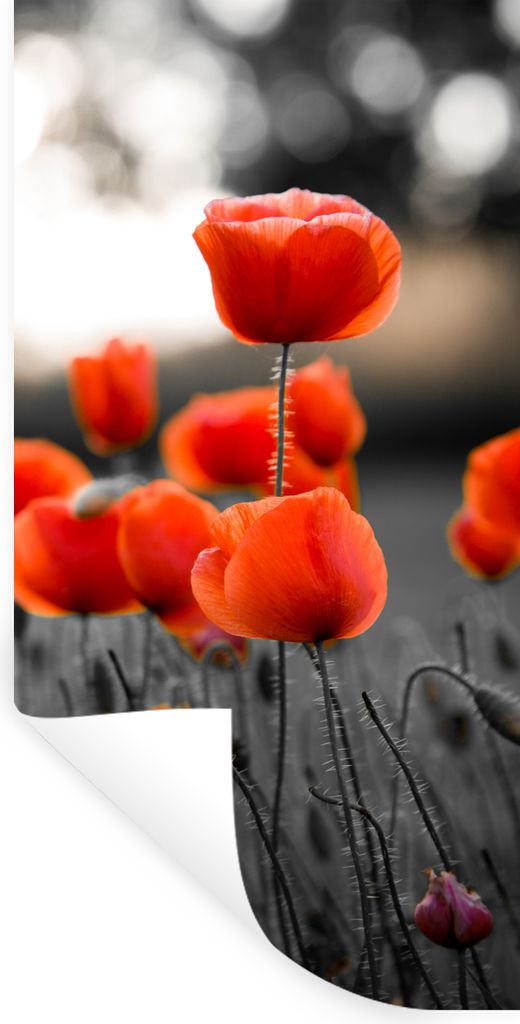 MuchoWow Wandtattoo Wandsticker Wandaufkleber Rote Mohnblumen vor schwarzem und weißem Hintergrund 80x160 cm Selbstklebend und Repositionierbar ...