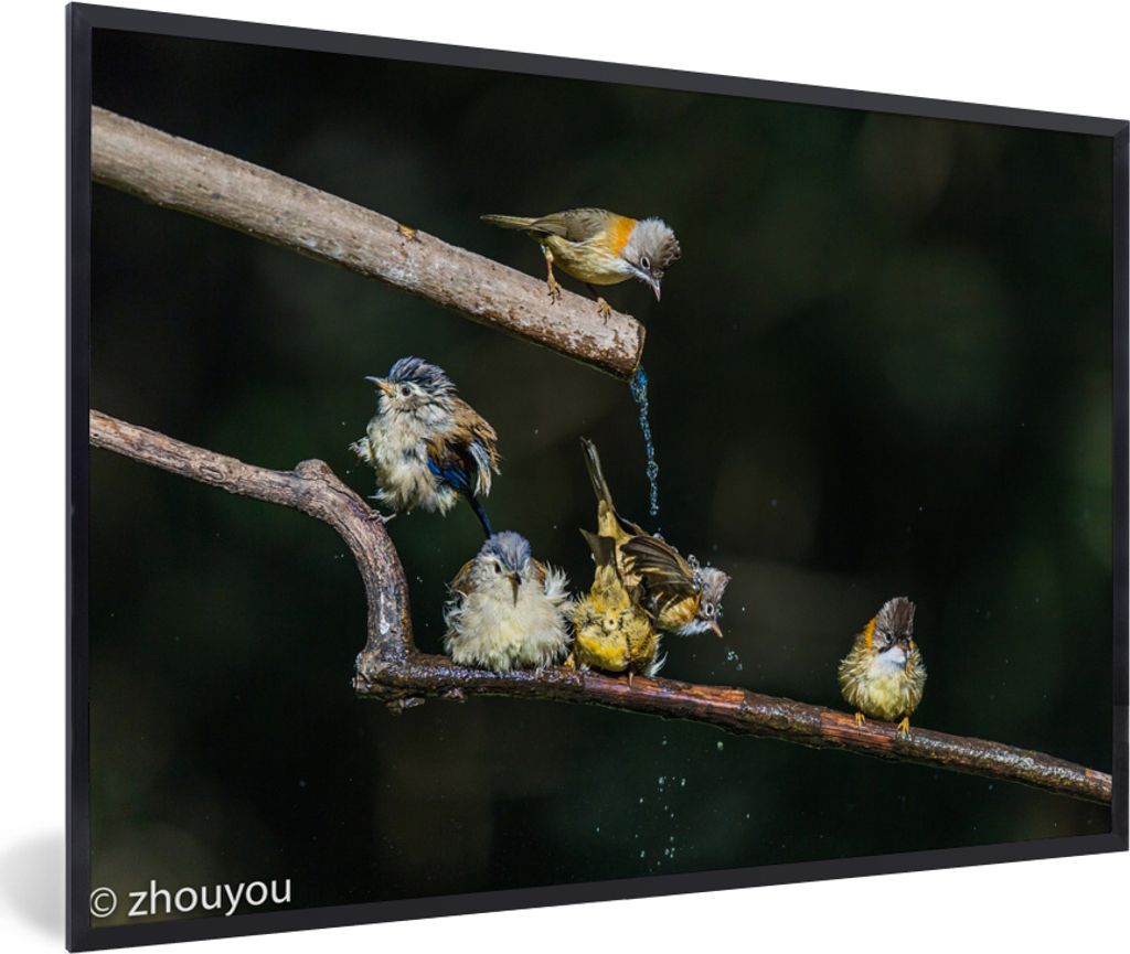 MuchoWow MuchoWow Gerahmtes Poster Vogel - Zweig - Wasser 90x60 cm - Poster mit zchwarzem Bilderrahmen - Fotorahmen - Foto-Plakat