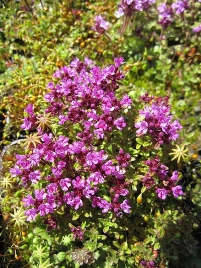 Thymus serpyllum Coccineus - Teppich-Thymian - 5-Stück