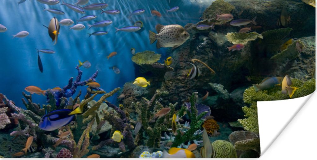 MuchoWow Poster Lebendige Unterwasserwelt 40x20 cm - Poster für die Wand - Poster Schlafzimmer