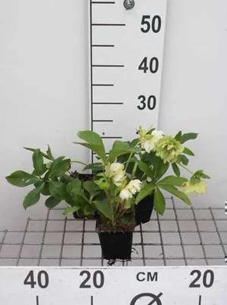 6 Hellébores Double Ellen White pour Fleurir un Jardin Ombragé en Pot