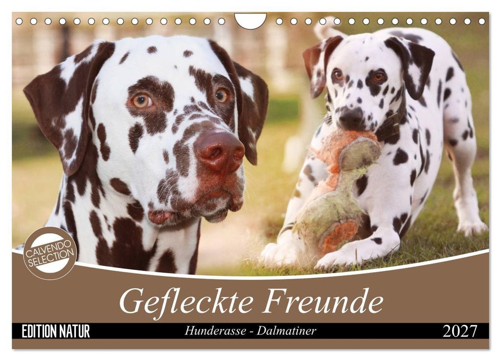Gefleckte Freunde - Hunderasse Dalmatiner (Wandkalender 2027 DIN A4 quer), CALVENDO Monatskalender