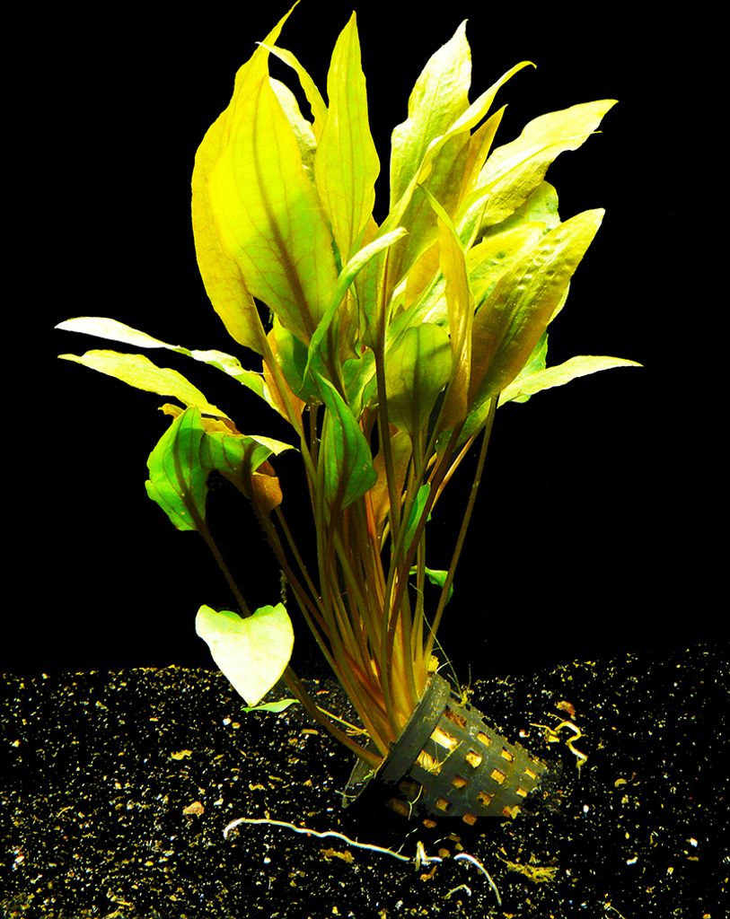 1 Topf Wasserkelch RED Mi Oya (Cryptocoryne wendtii RED Mi Oya)