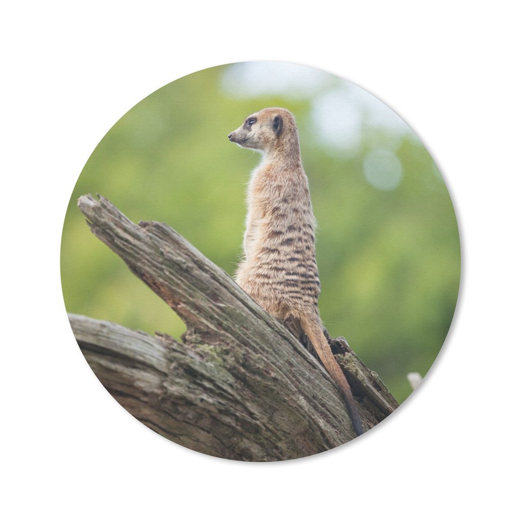 MuchoWow Mauspad Mousepad Erdmännchen - Ast - Baum 50x50 cm - Mousepads - Maus Mat - Pad - Mausunterlage - Vinyl