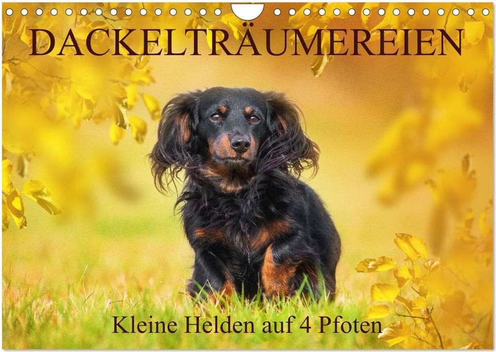 Dackelträumereien - Kleine Helden auf 4 Pfoten (Wandkalender 2026 DIN A4 quer), CALVENDO Monatskalender