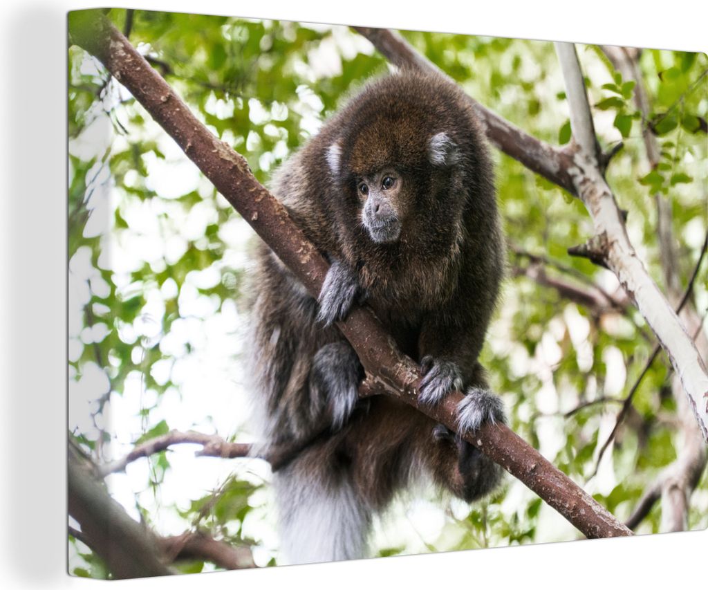 OneMillionCanvasses - Leinwandbilder - 140x90 cm, Affe - Zweig - Tier, Wandbilder Kunstdruck Wanddekoration