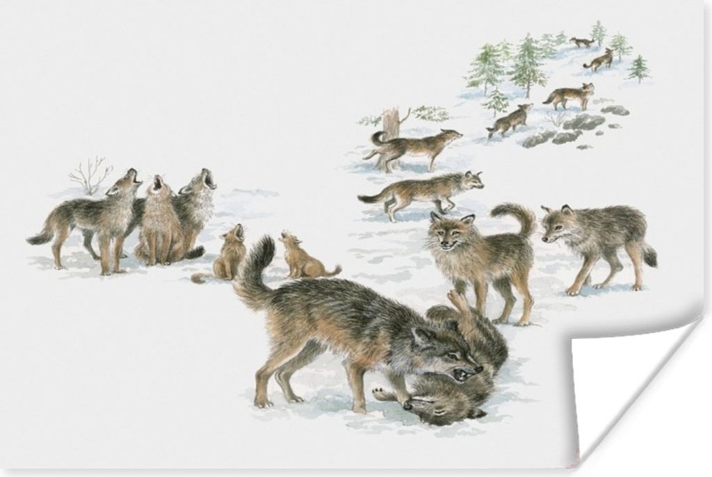 MuchoWow Poster Wölfe - Schnee - Winter 120x90 cm - Wandbild