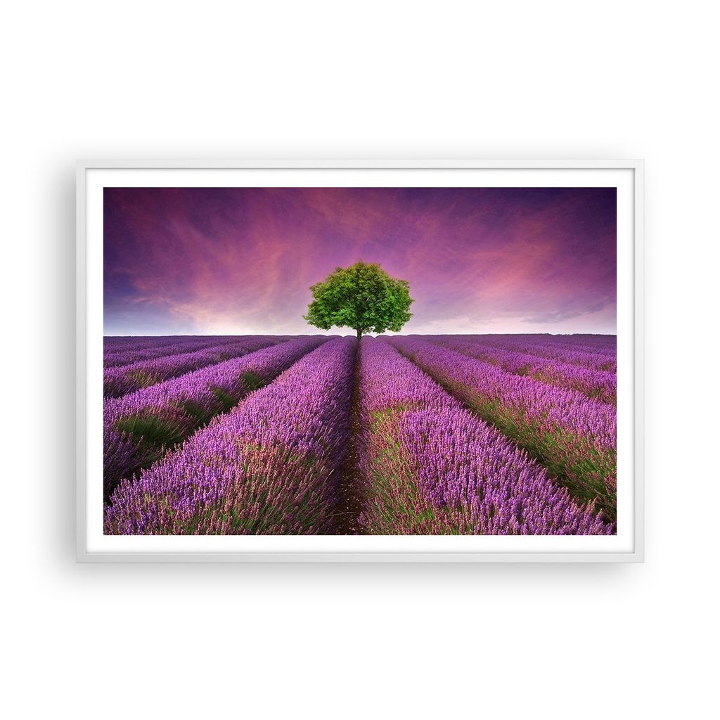 Gerahmtes Poster - Weißer Rahmen - Wiese lavenda Sommer Landschaft - 100x70 cm - Wand Bild - Wanddeko - Wandbilder - Wandposter - Bilderrahmen - B...