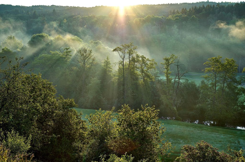 Muralo Fototapete Wald im Nebel 460 (B) x 300 (H) cm Vlies Tapete Wandtapeten Bäume Wohnzimmer Schlafzimmer moderne Wandbilder XXL Landschaft Pano...