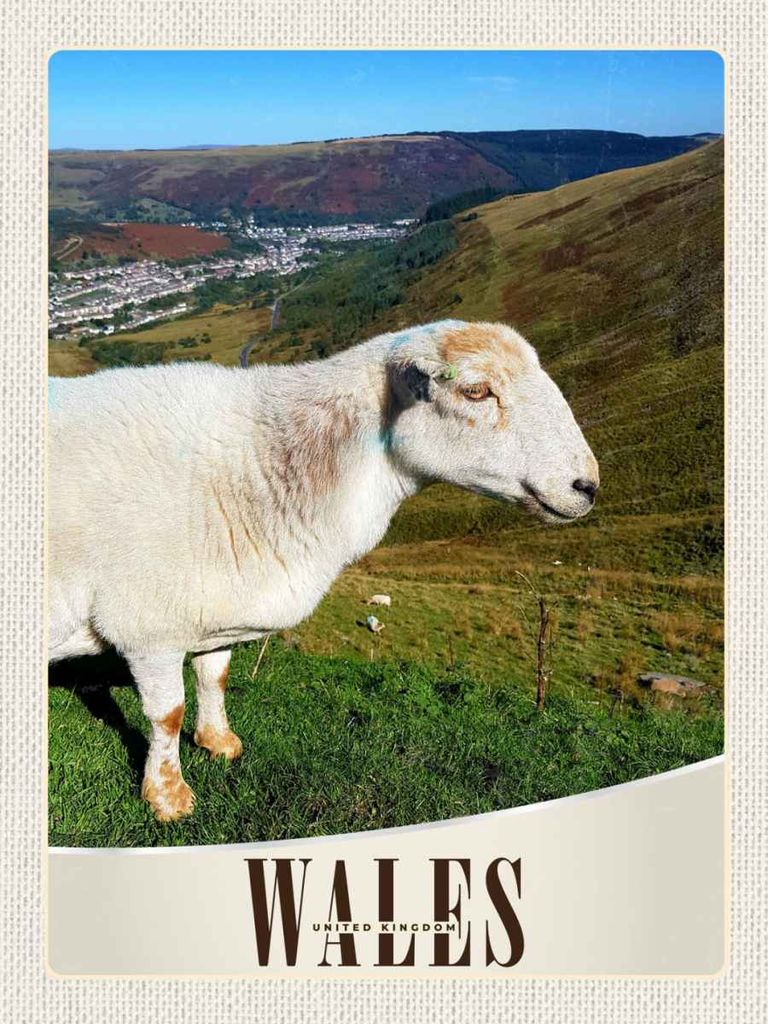 vianmo Holzschild 40x30 cm Wales United Kingdom Schaf Wiese Natur Bildmotiv Reisemotiv Europa