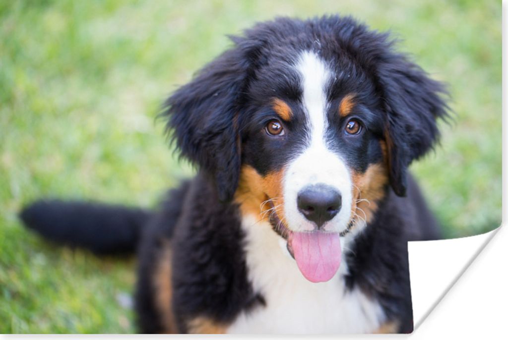 MuchoWow Poster Berner Sennenhund auf der grünen Wiese 90x60 cm - Schlafzimmer