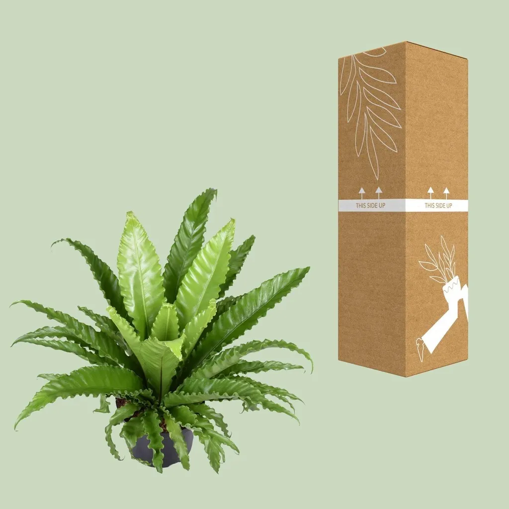 Fougère Nid Asplenium Osaka : Feuillage Vert Luxuriant - Pot 23 cm - 3