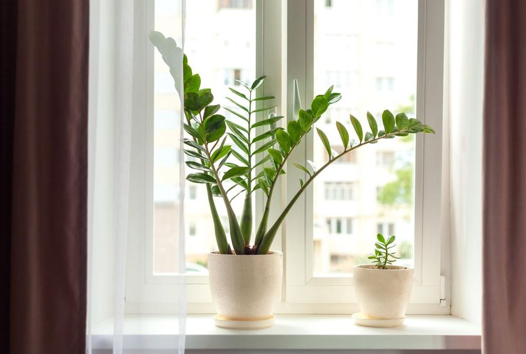 Bloomique - Zamioculcas Zamiifolia - Glcksfeder - ZZ