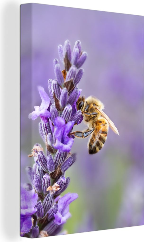 MuchoWow - Leinwandbilder - Biene auf Lavendel, Wandbild, Wanddeko Bilder Wohnzimmer, 20x30 cm