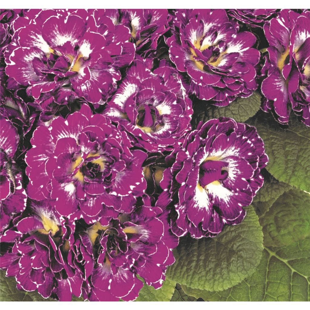 Rosenprimel BELARINA 'Purple Dawn' Neuheit Kaufland.de