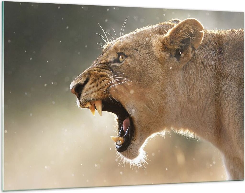 Bilder auf glas - Einteilig - Löwe Löwin Reißzähne - 120x80cm - Glasbilder - Wandbilder - Bilder - zum Aufhängen bereit - Wanddekoration aus G...