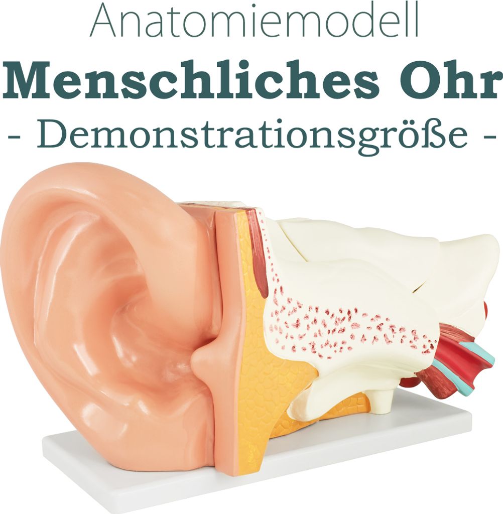 Anatomie Modell Ohr des Menschen menschlicher Körper Produktbild 