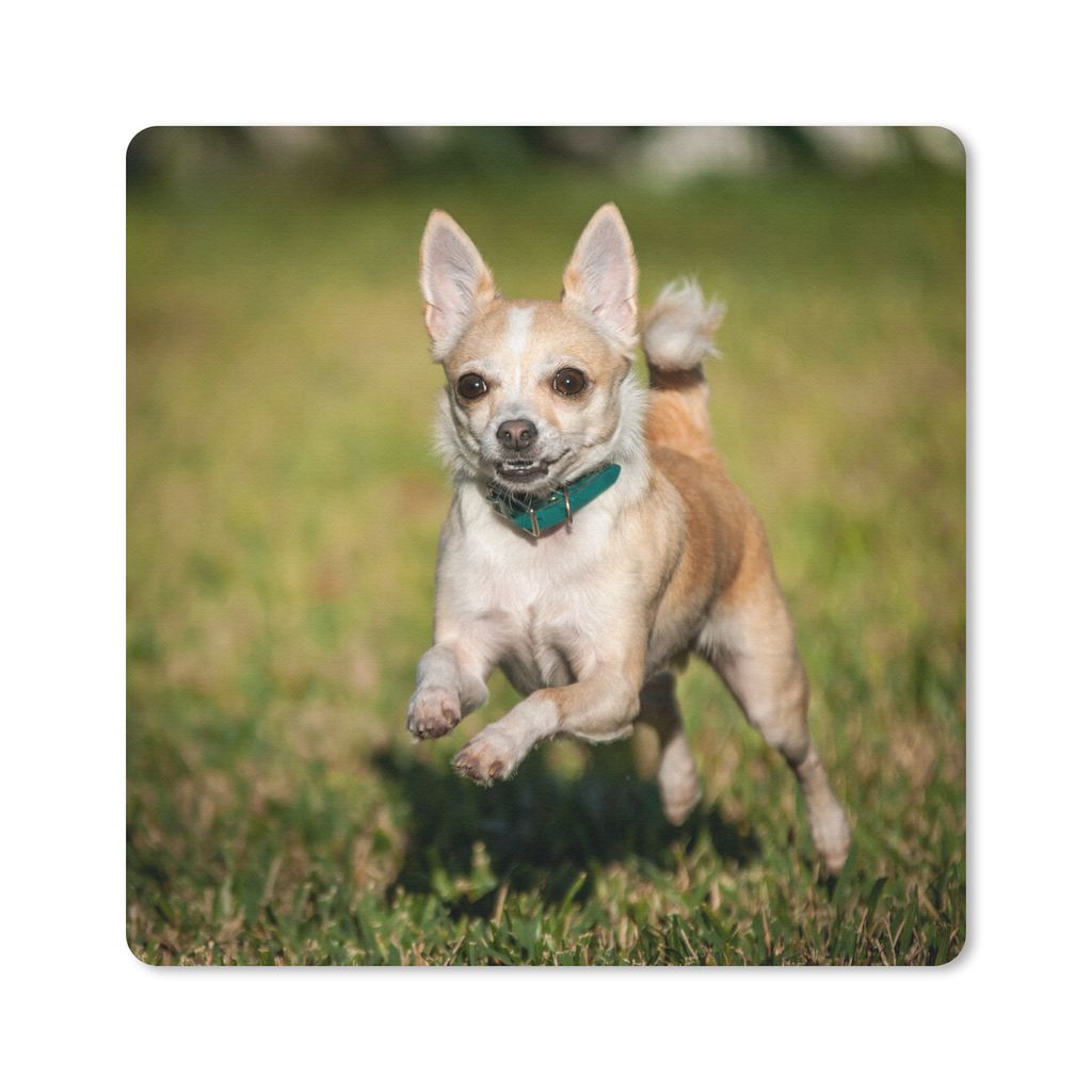 MuchoWow Mauspad Mousepad Ein lächelnder Chihuahua hüpft durch das Gras 20x20 cm - Mousepads - Maus Mat - Pad - Mausunterlage - Desk Mat - Bure...