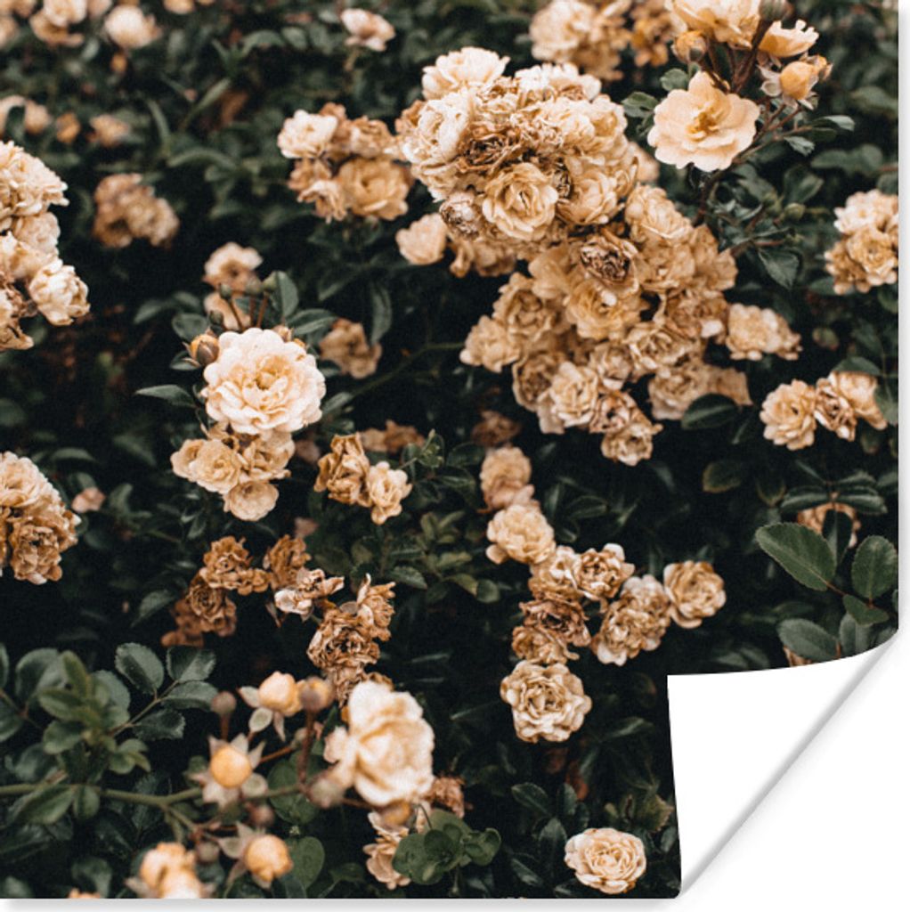 MuchoWow Poster Rosen - Strauch - Braun - Weiß 30x30 cm - Wandposter - Printing
