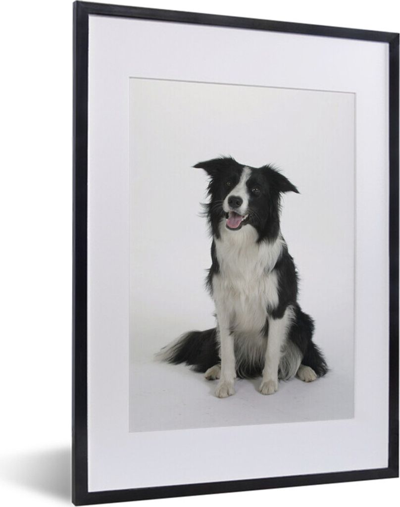 MuchoWow MuchoWow Gerahmtes Poster Porträt eines wohlerzogenen Border Collie im Sitzen 30x40 cm - Poster mit zchwarzem Bilderrahmen - Wandpost...