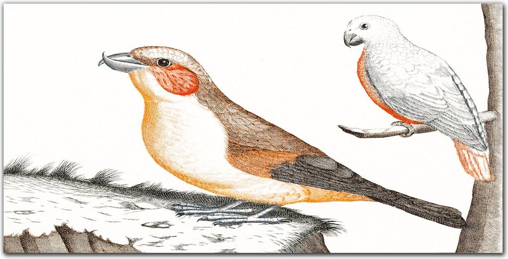 Coloray Bild aus Acryl 140 cm x 70 cm - Küche Wanddekoration Dekoration Wohnzimmer Gehärtetes Acryl Bild auf Acrylglas - Tiere Vögel