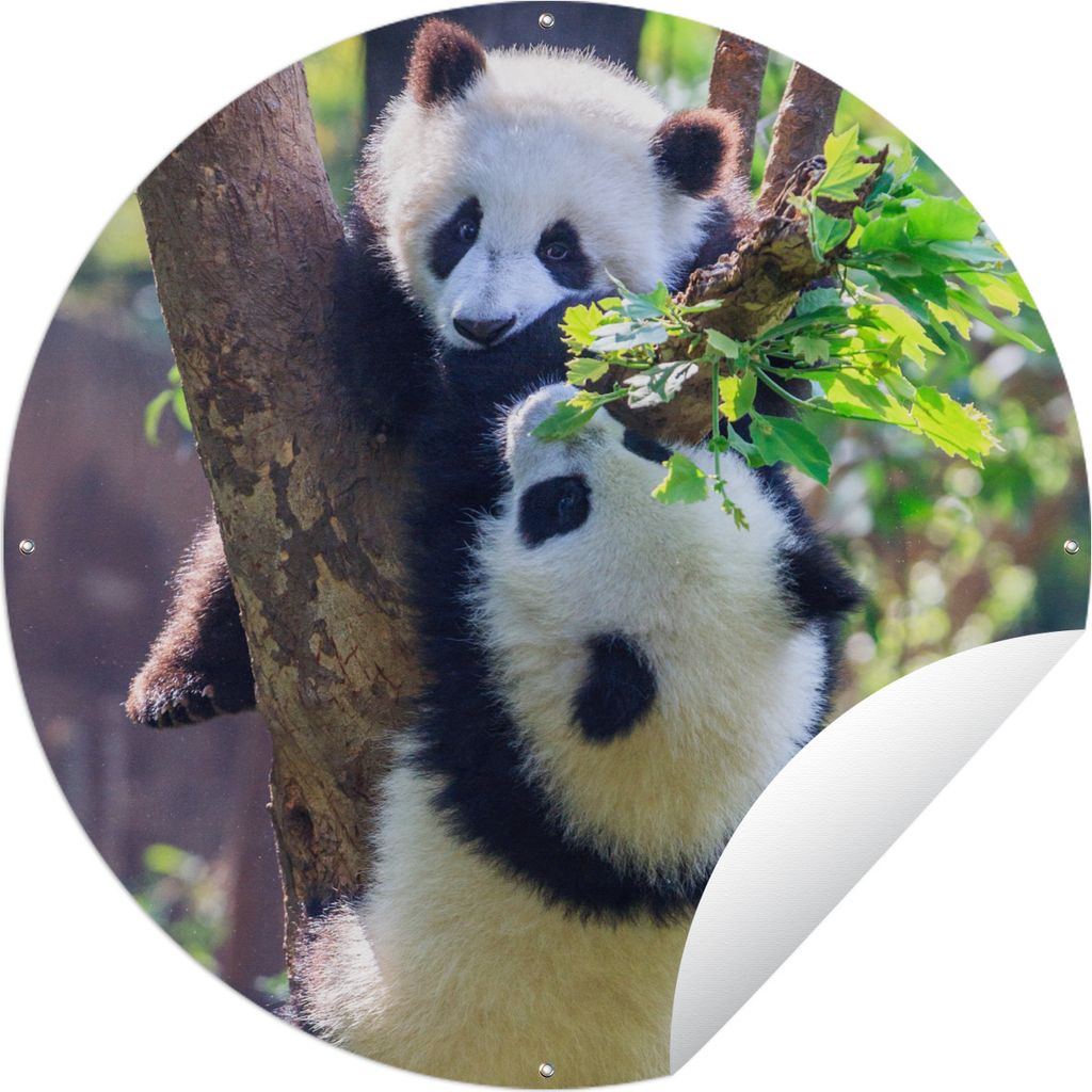 MuchoWow Gartenposter Outdoor-Poster Rund Pandas - Baum - Natur Ø 90 cm Gartendeko Rundes Poster draußen