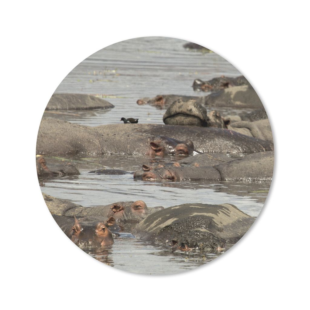 MuchoWow Mauspad Mousepad Nilpferd - Teich 20x20 cm - Mousepads - Maus Mat - Pad - Mausunterlage - Schreibtischmatte