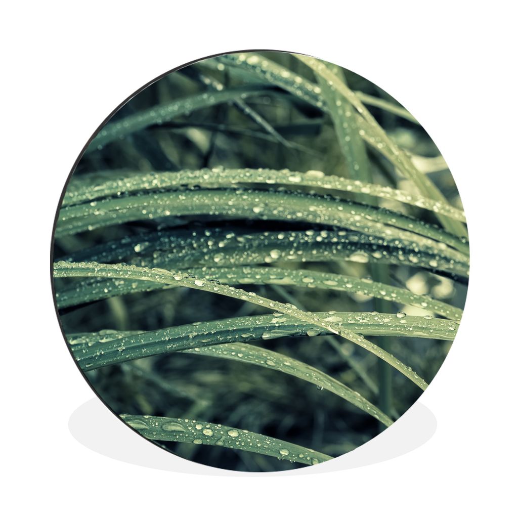 MuchoWow Aluminium Wandkreis Grünes botanisches Gras nach Regenfällen Ø 90 cm Wanddeko Modern Wohnzimmer - Mauerkreis - Wandbilder - Runde Bil...