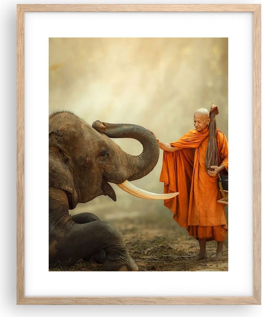 Gerahmtes Poster - Rahmen in heller Eiche - Elefant Mönch Stoßzahn - 40x50 cm - Wand Bild - Wanddeko - Wandbilder - Wandposter - Bilderrahmen - B...