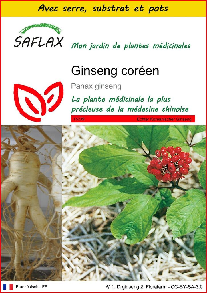 SAFLAX Ensemble de culture - Ginseng coréen - 10 graines - Image du produit 