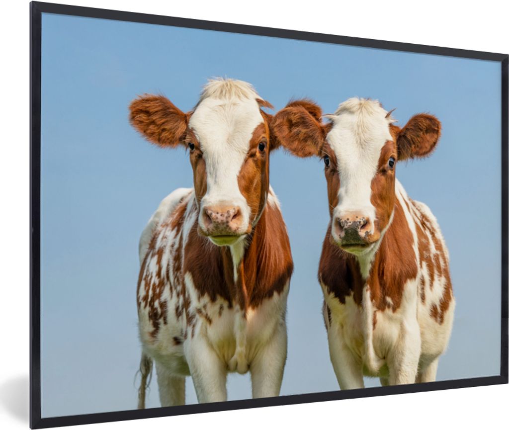 MuchoWow Gerahmtes Poster Kühe - Himmel - Tiere - Bauernhof - Porträt 90x60 cm - Poster mit Schwarzem Bilderrahmen Wandposter Rahmen Foto Bilde...