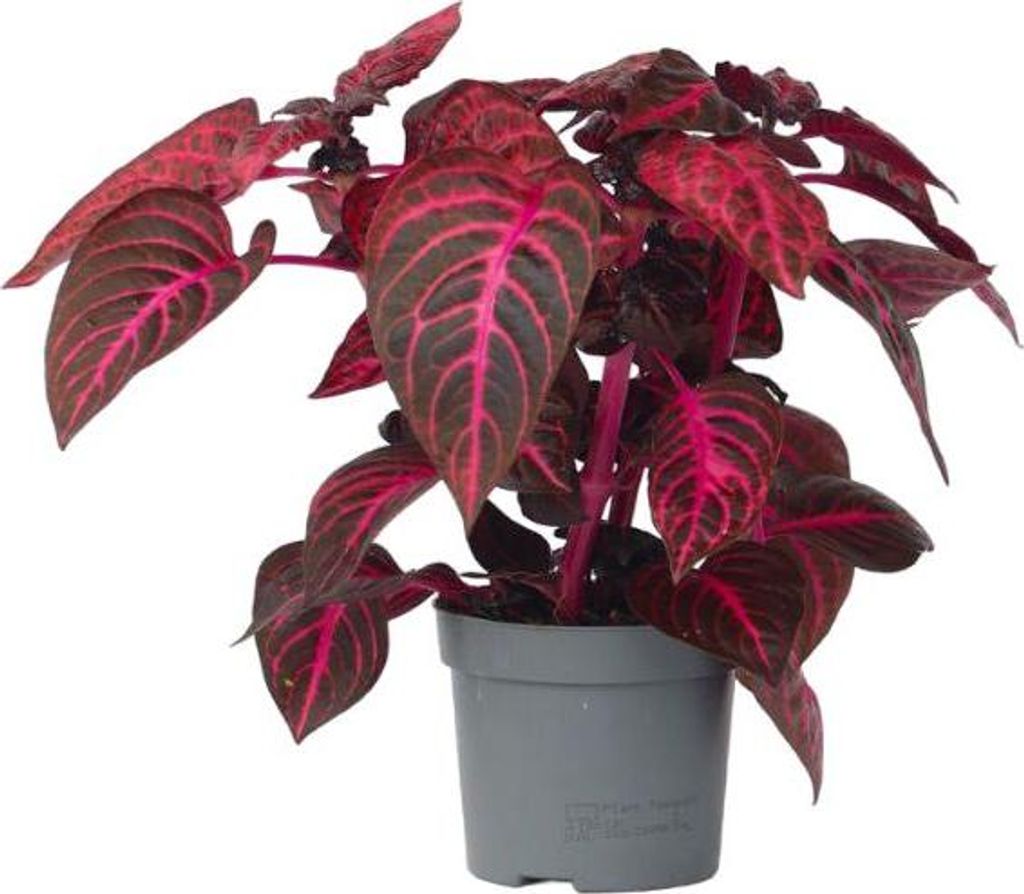 Blutblatt - Iresine herbstii - Höhe 20-30cm - ⌀13cm Produktbild 