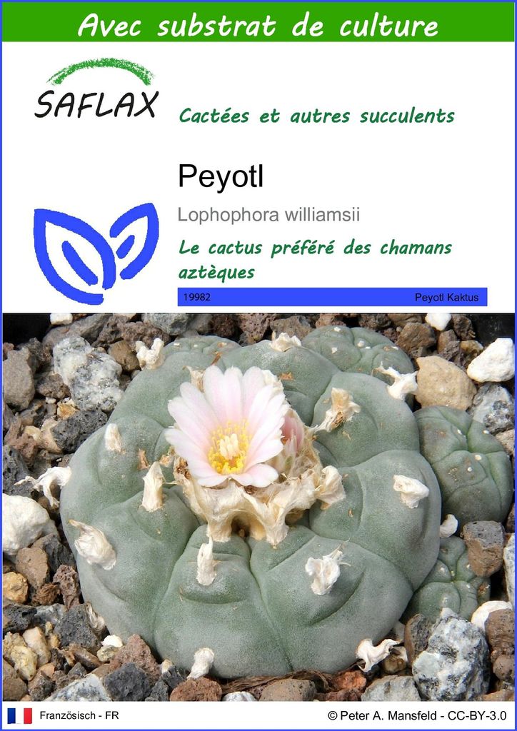 SAFLAX  - Peyotl - 20 graines - Avec substrat - Lophophora Image du produit 