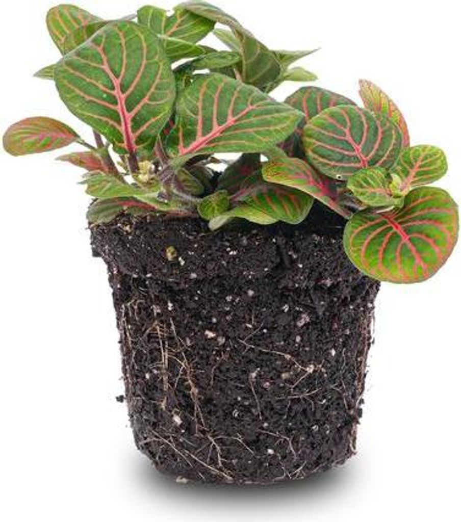 Fittonia Bubble Red – Mosaikpflanze – Zimmerpflanze – Terrarienpflanze – Ø8,5 cm – Tropische Pflanze mit roten & grünen Blättern – H...
