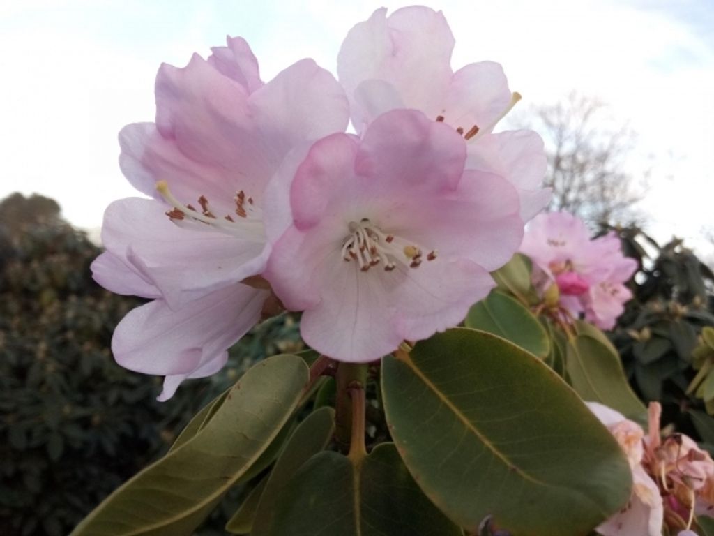 Wild Rhododendron / Alpenrose - Rhododendron oreodoxa 30-40cm