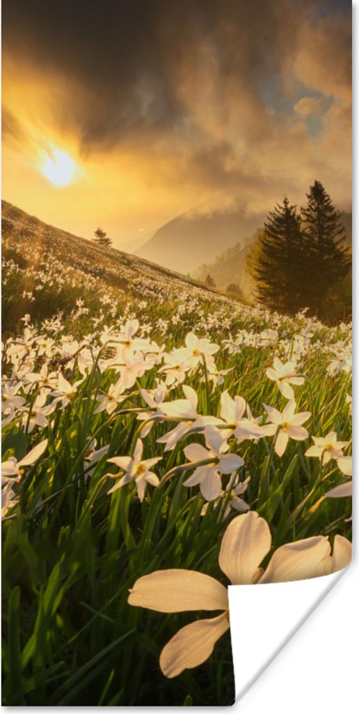 MuchoWow Poster Blumenfeld - Hügel - Sonnenuntergang - Berg - Natur - Weiß - Hügel 80x160 cm - Kinderzimmer