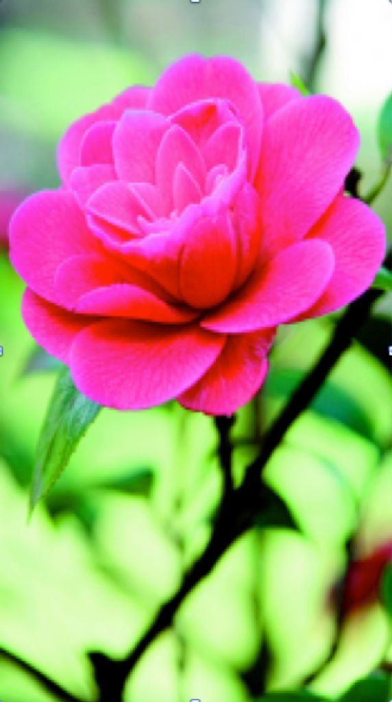 Outdoor Poster Rose - textiler Wandbehang ca 95 x 170 cm