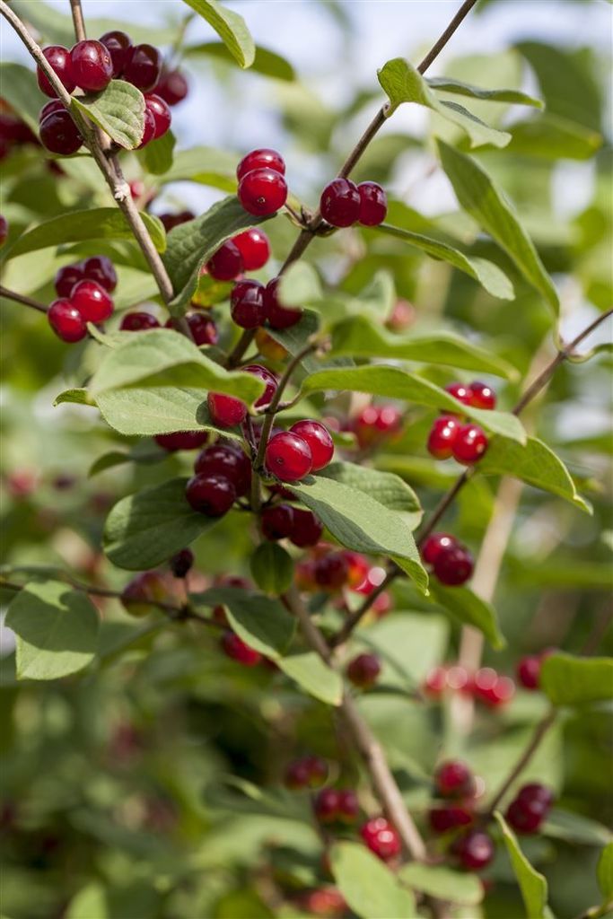 Rote Heckenkirsche 60-100 cm, im Topf - Lonicera xylosteum Produktbild 