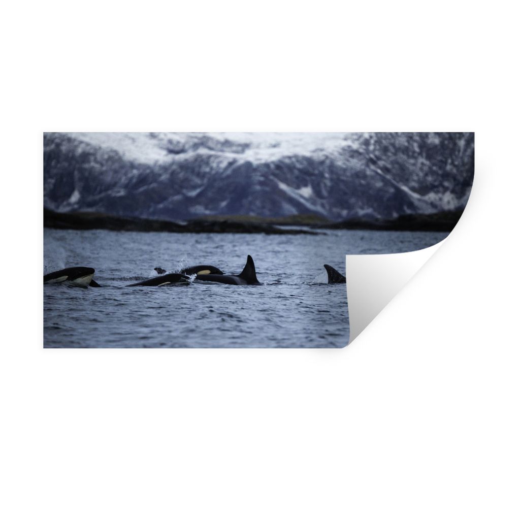 MuchoWow Wandtattoo Wandsticker Wandaufkleber Gruppe von Orcas 160x80 cm Selbstklebend und Repositionierbar - Sticker - Dekorfolie