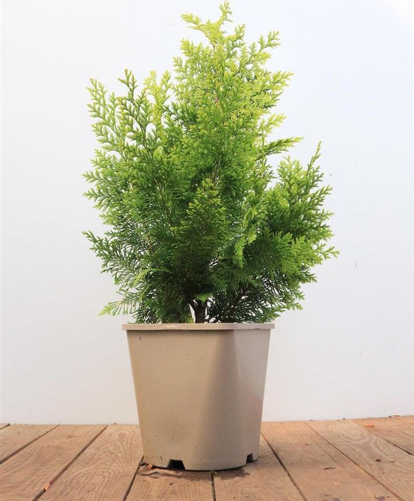 Chamaecyparis lawsoniana 'Ivonne', Gelbe Scheinzypresse, Produktbild 