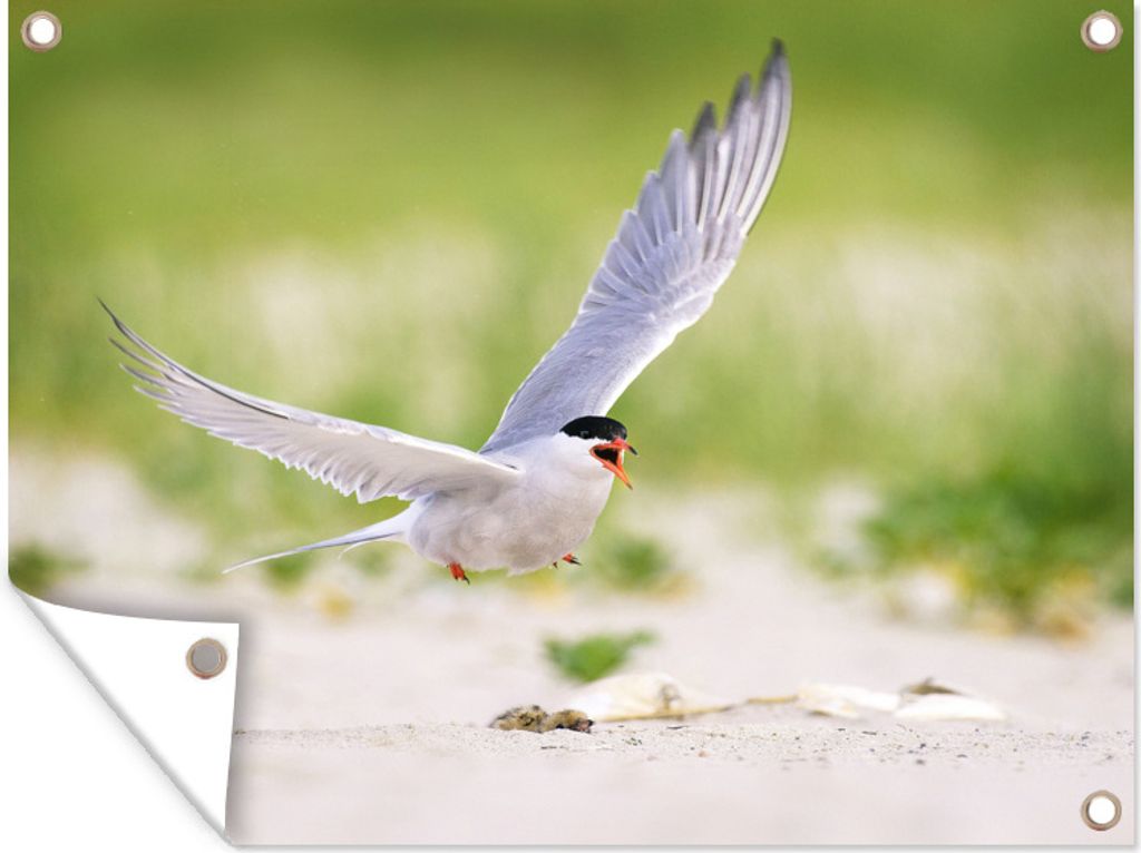 MuchoWow 80x60 cm Outdoor-Poster Gartendeko Sichtschutz Garten Poster für den Garten Vogel - Strand - Federn