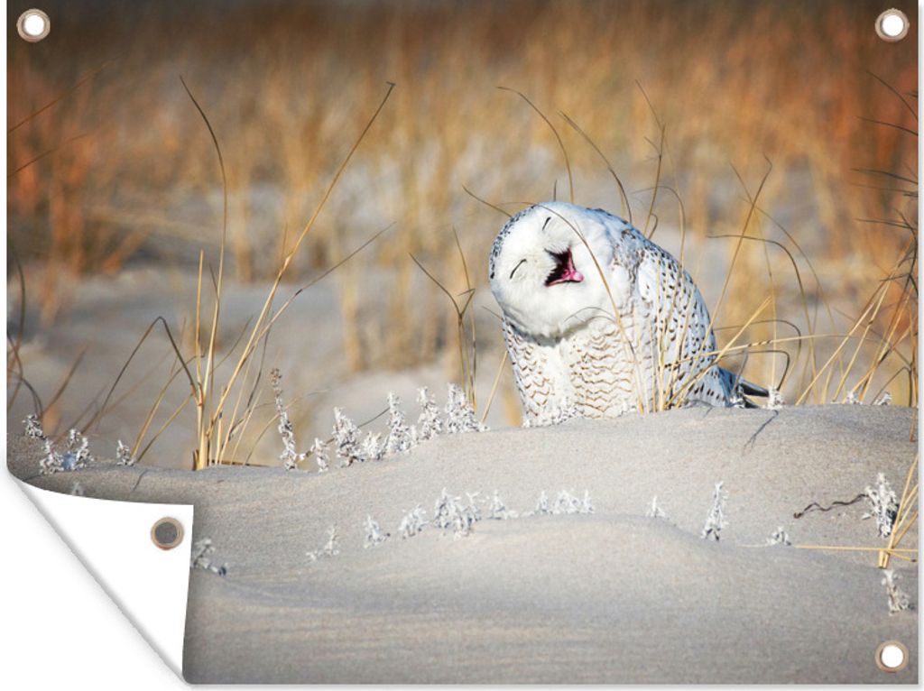 MuchoWow 80x60 cm Outdoor-Poster Gartendeko Sichtschutz Garten Poster für den Garten Eule - Schnee - Düne