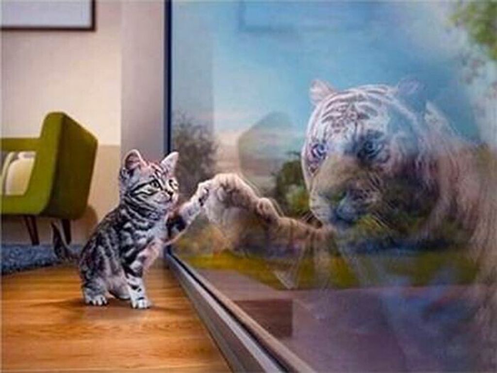 PRACHT Diamond Painting Kätzchen (Design 25x35)30x40 cm