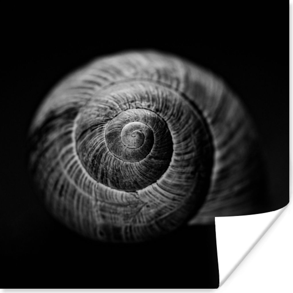 MuchoWow Poster Schnecke - Tiere - Schwarz - Weiß - Schneckenhaus 75x75 cm - Wand Dekoration
