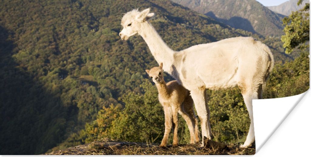 MuchoWow Poster Alpakas - Berge - Natur 150x75 cm - ohne Rahmen