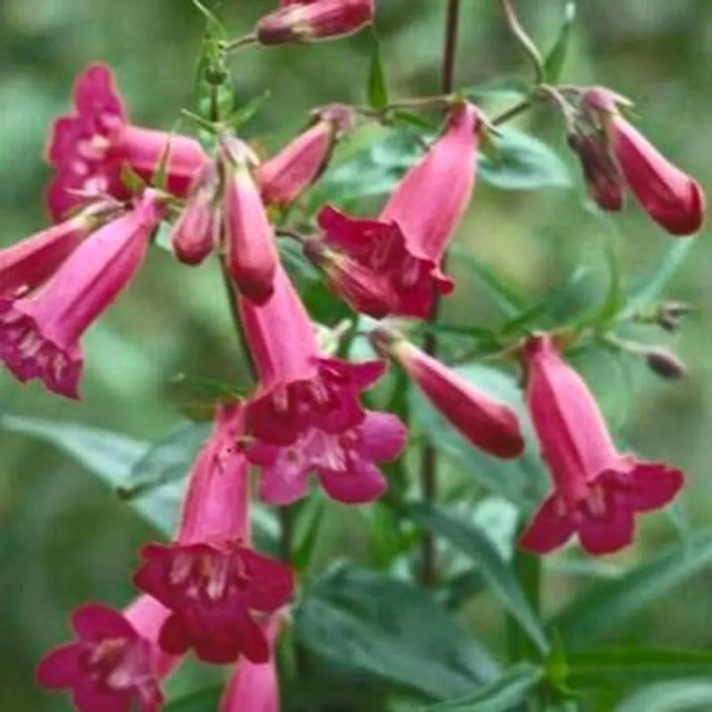 Penstemon Garnet Rouge Barbu - 6 Plants Vigoureux en Pot de 9 x 9 cm