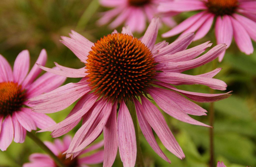 hansepuzzle 16393 - Echinacea Puzzle, 500 Teile, Natur, 46,0 x 30,0cm mit hochwertiger Aufbewahrung, Kartonbox und wiederverschließbarem Beutel