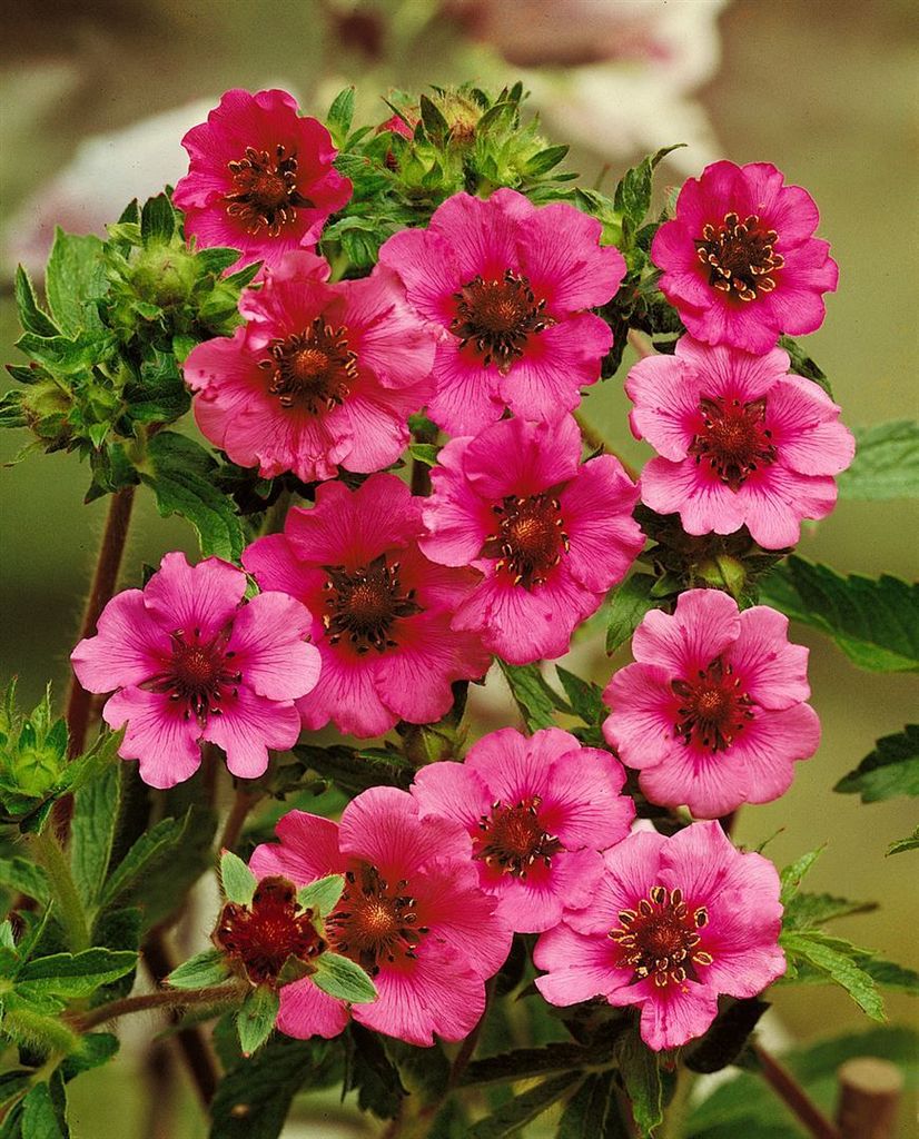 Potentilla nepalensis 'Miss Willmott', Fingerstrauch, rosa, ca. 9x9 cm Topf