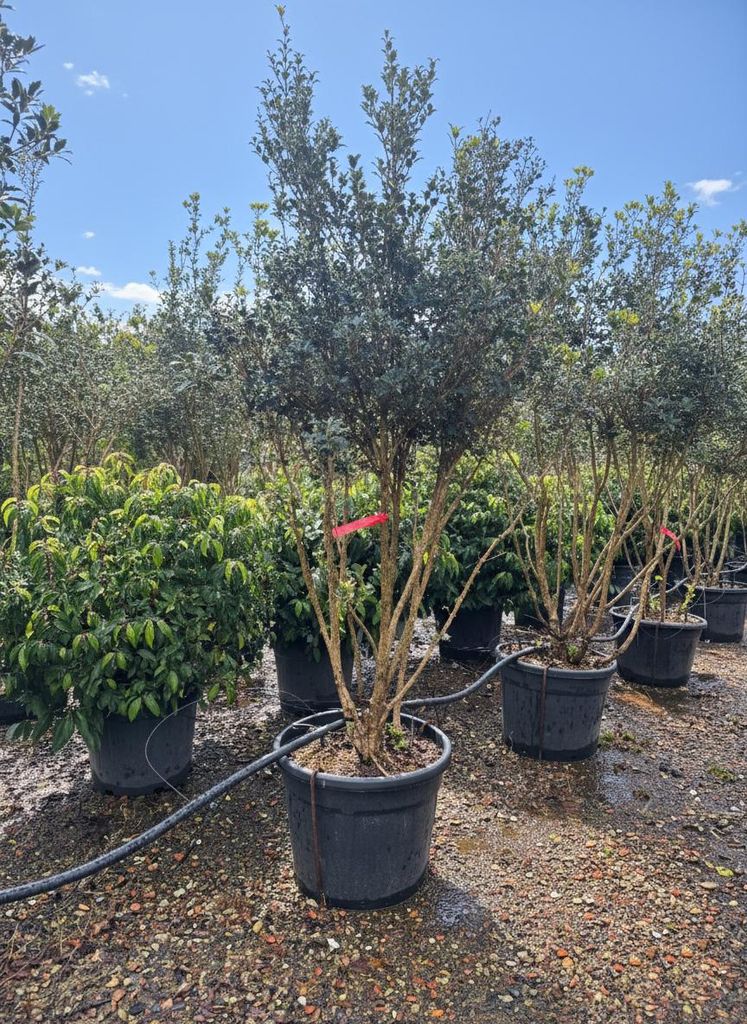 Sunny Tree - Osmanthus Ilicifolius Mehrstämmig XL – Schein-Stechpalme, Immergrüner Gartenbaum, Winterhart, 240 cm inkl. 70-Liter-Topf