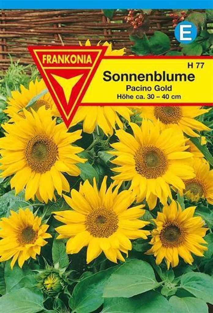 Sonnenblume Pacino Gold